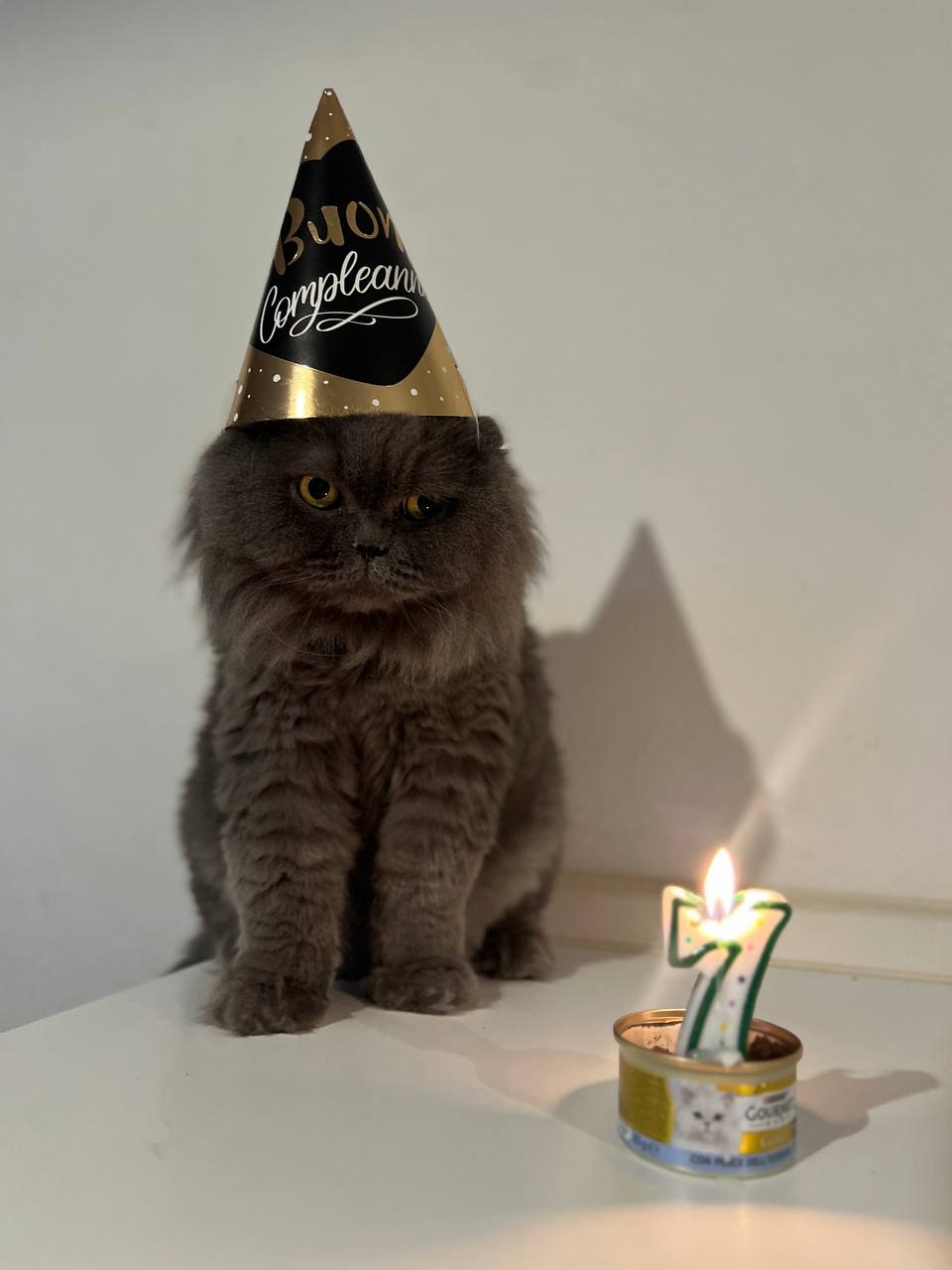 Pshyk the cat